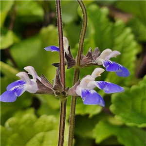 Salvia Procurrens